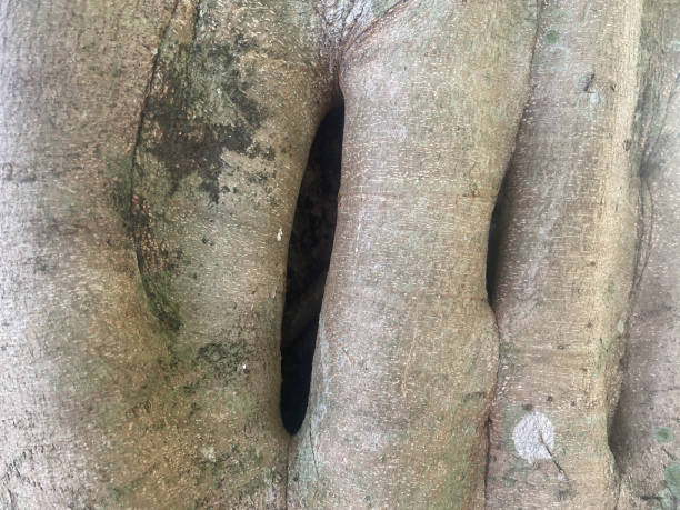 istock background bark wood texture tree natural pattern old trunk wooden. 2160913662