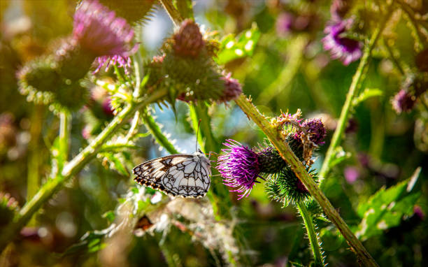 Beautiful blooming summer field. Purple prickly thistle in the sunlight