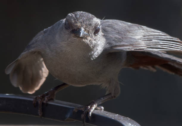 istock A Northern Mockingbird in evening shadow 2160914018