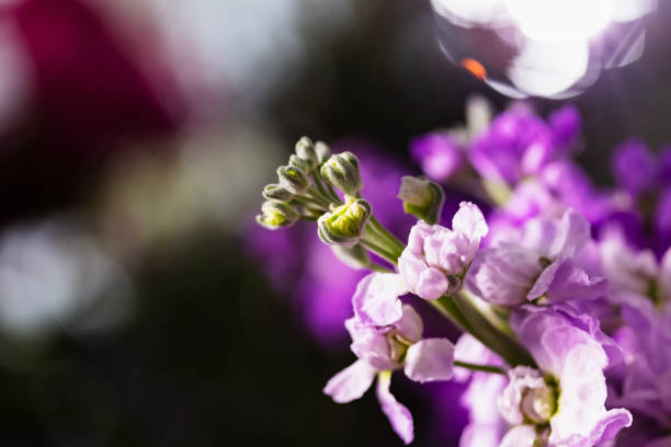 Close-up of beautiful pink and lavender flowers. Shallow depth of field with the focus on  the buds. Brompton Matthiola incana is a flowering annual native to Southern Europe and often used in cut floral bouquets.