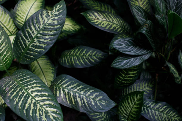 istock Dumb cane or difenbachia leaves close up background 2160915147
