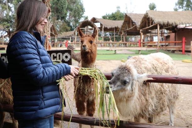 istock Alpaca and llama farm - Cuzco, Peru 2160915991