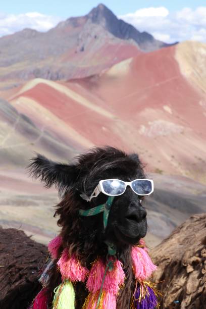 istock A lama in Rainbow Mountain - Peru 2160916241