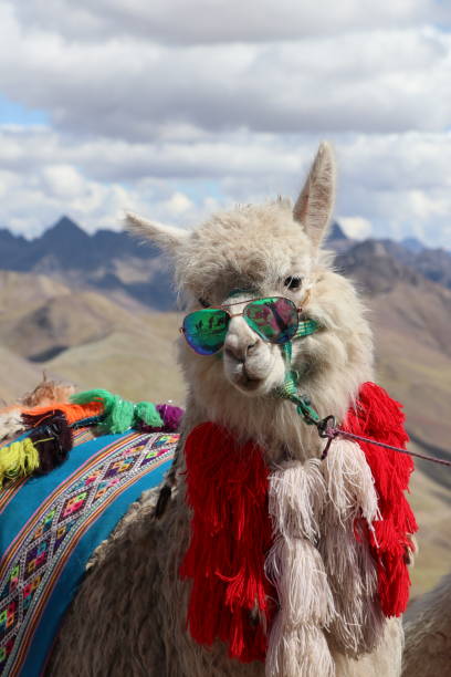 istock A lama in Rainbow Mountain - Peru 2160916267