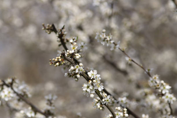 white blossoms, blossoming trees in spring, flowering tree in spring, white petals of a tree