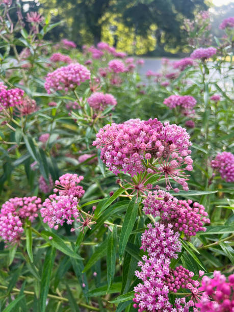 istock Swamp Milkweed Plants in Bloom 2160918084
