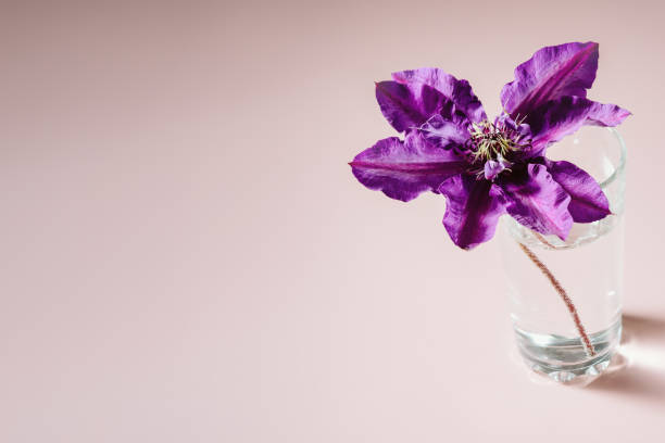 Purple clematis flower in glass close-up.