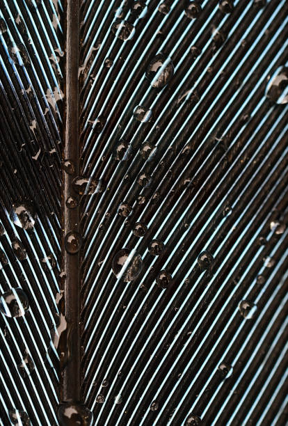 A Blue Jay (Cyanocitta cristata) with some drops of water resting on the feather.
