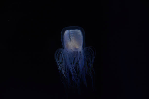 istock Jellyfish floating in a black background. 2160923423