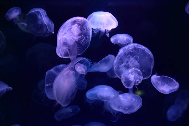 istock Jellyfish floating in a black background. 2160923433