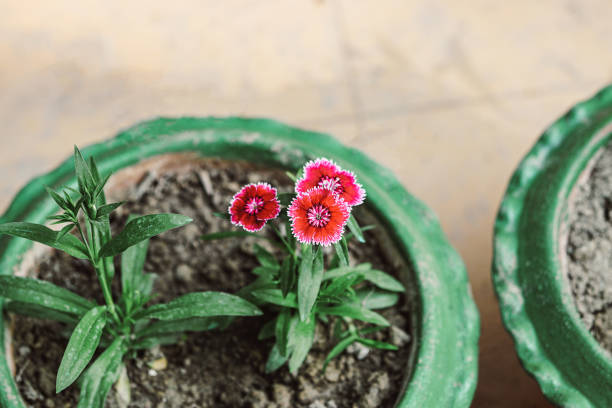 Rainbow pink or china pink flowers growing up on the tub