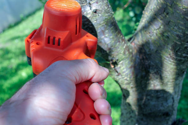 Pruning Chainsaw cut tree branches on sunset. Chainsaw Cordless for tree pruning. Cut branch use Pruning Saw. Mini Cordless Chainsaw. Electric Pruning Saw. Household Mini Handheld Electric Chain Saw.