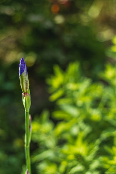 purple iris flower close in garden in spring.High quality photo