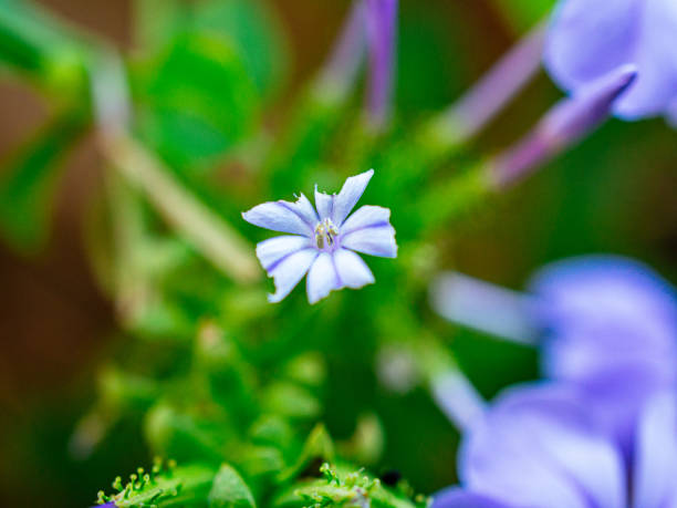 beautiful purple flower