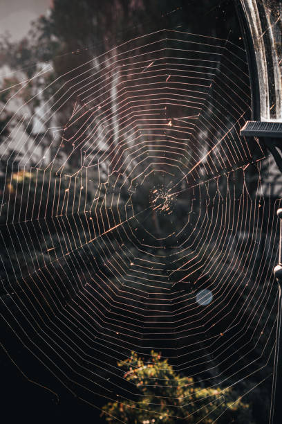 istock A large, almost perfect web is woven on a pole by a spider at dawn 2160938939