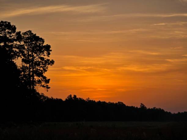 Early Morning Forest Sunrise