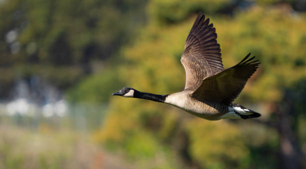 istock Canada Goose Portrait in Flight 2160945141
