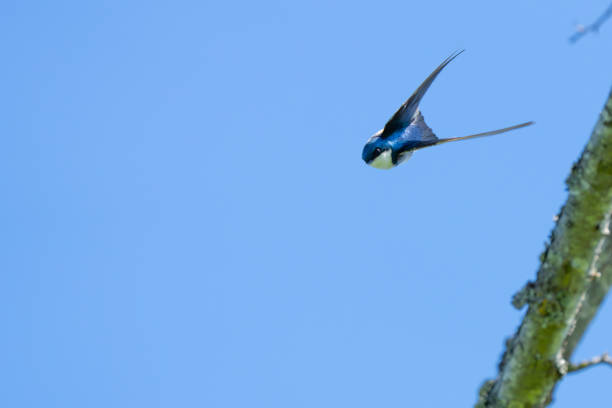 Beautiful Iridescent Blue Tree Swallow Portrait