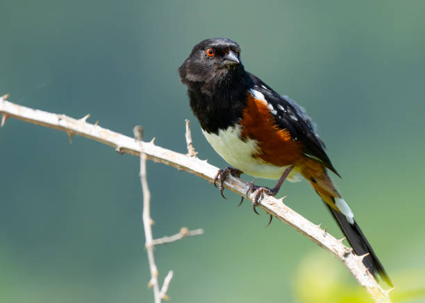 istock Spotted Towhee Portrait in Good Light 2160945186
