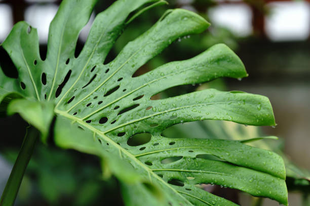 Close-up of a lush green split-leaf philodendron with intricate leaf patterns, perfect for botanical themes and nature lovers.