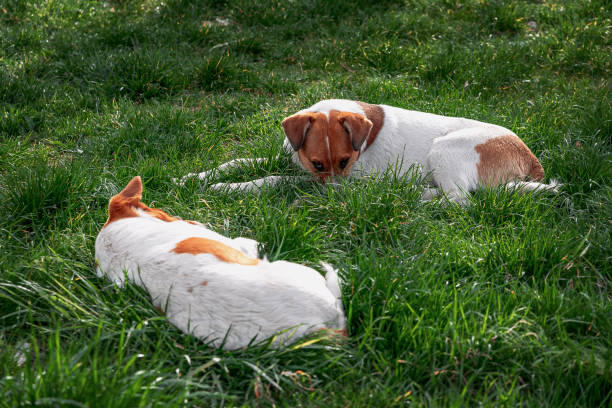 istock Two dogs on the green grass. 2160951730