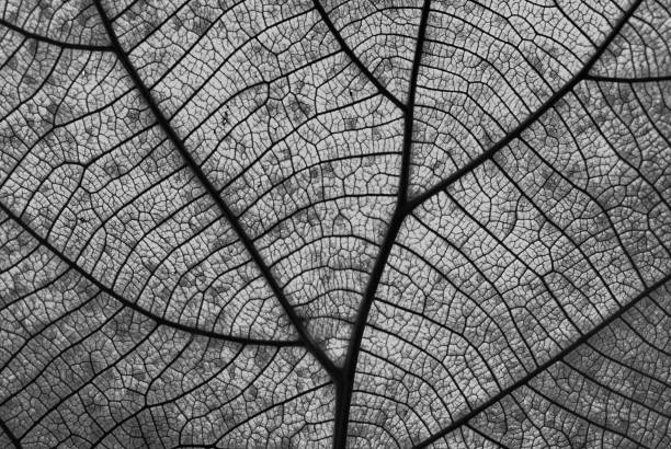 close-up photo, skeleton of leaf on black background.