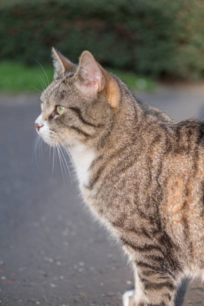 istock Cat on the road, soft focus with blur background. 2160954577