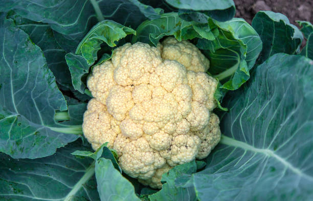 istock Cauliflower growing in the garden. Selective focus. 2160956762