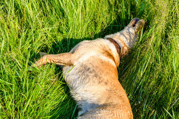 Cute young labrador retriever dog at meadow