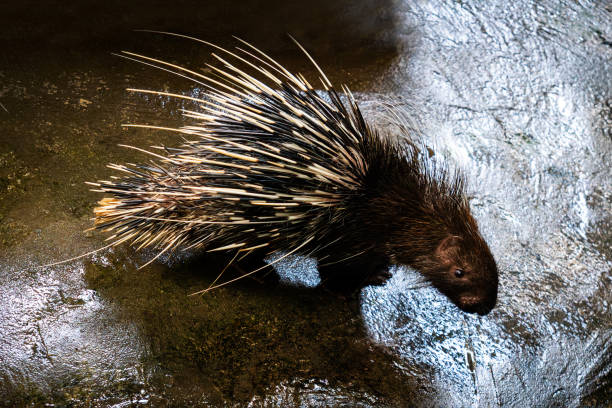 A Porcupine in the wild of Sri Lanka