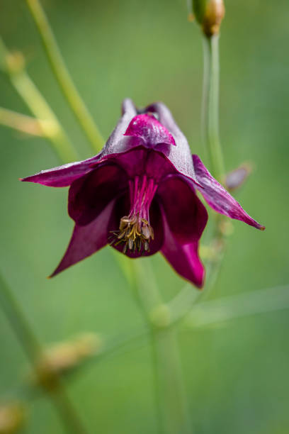Beautiful swamp gladiolus in the forest