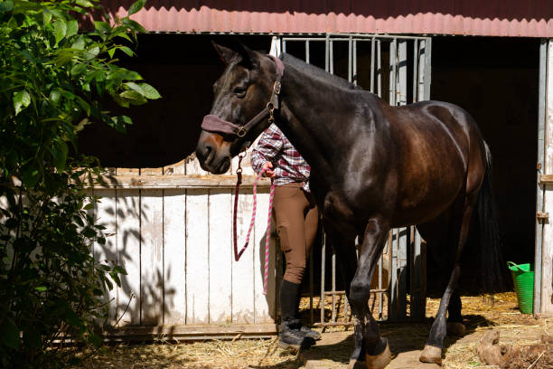 istock Woman leading horse outside stable. 2160959156