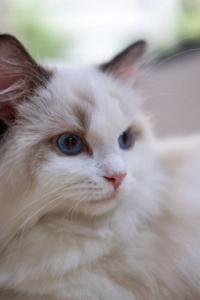 istock Cute, small Ragdoll cat. 4 months old 2160964946