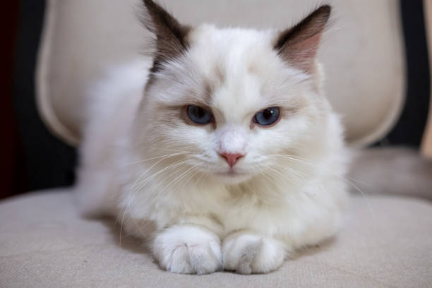 istock Cute, small Ragdoll cat. 4 months old 2160964967