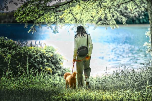 istock dog 500 Dog-walking 2160965047