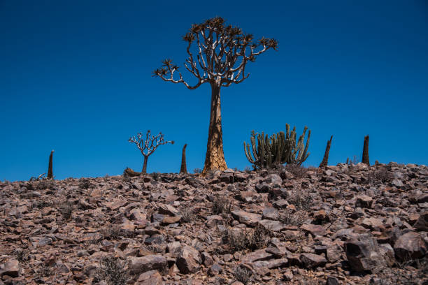 Towering quiver trees (Aloidendron dichotomum) bask in the warm glow of the setting sun in southern Namibia. Their distinctive branches and textured trunks create striking silhouettes against the clear evening sky.