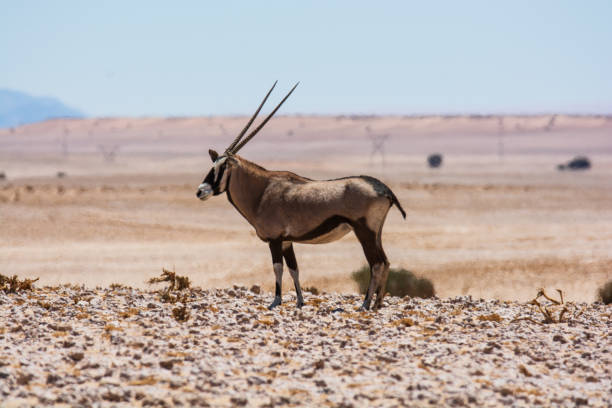 istock Animals in the Namib Desert 2160965099