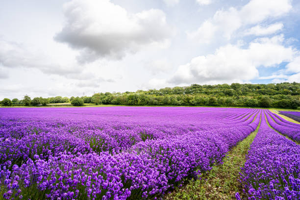 istock Lavender field in Kent, UK 2160966875