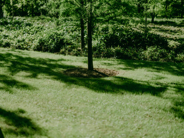 A sunlit green lawn in a park, with long shadows cast by tree trunks, highlighting the vibrant grass and fallen leaves.