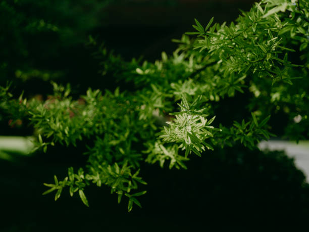 Close-up of leaves