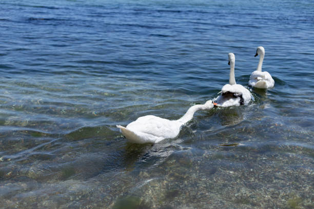 one white swan catches up with the other two at sea