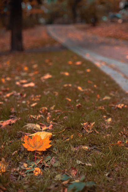 October autumn park October season time scenic view with falling leaf on a grass leaf vertical photo