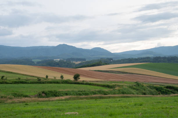 istock Golden wheat fields in the hills 2160970332