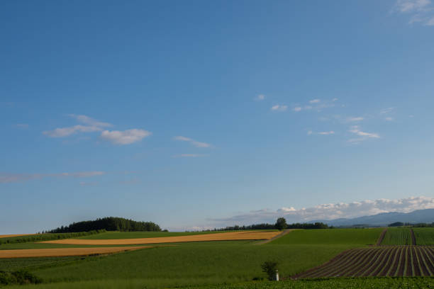istock Upland field in summer and birch trees standing in the field 2160970464