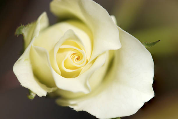 istock Soft lighting ivory colored rose flowerhead (Nature closeup macro photograph) 2160970564