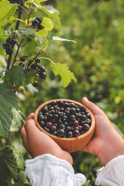 istock Hands picking black currants. Harvesting concept 2160971181