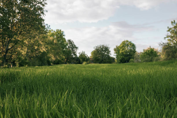 istock Green meadows with blue sky and clouds background 2160972355