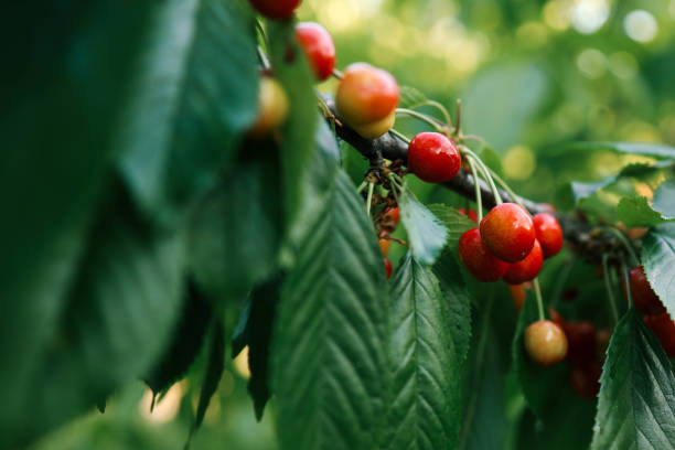 ripe sweet cherries on a tree in the garden.