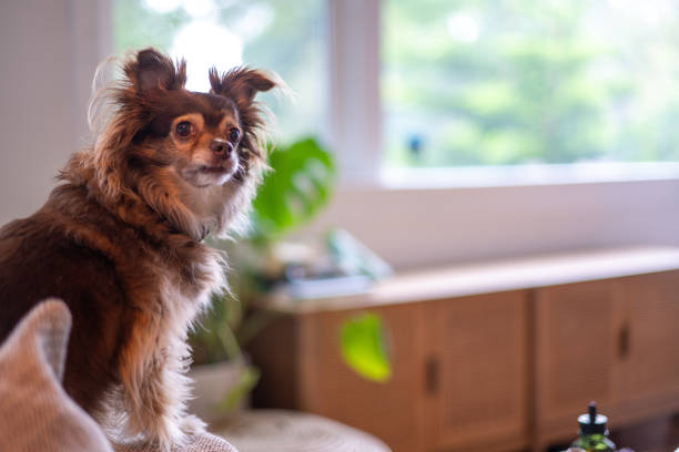 Alert dog seen sitting on sofa