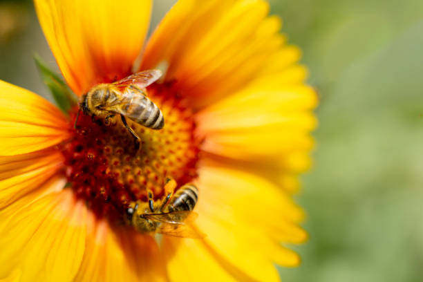 Two Bees Collecting Nectar from a yellow flower